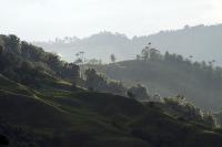 The coffee region image