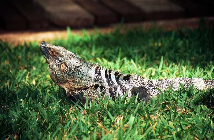 CR0101SHSG17_Iguana.jpg [© Last Frontiers Ltd]