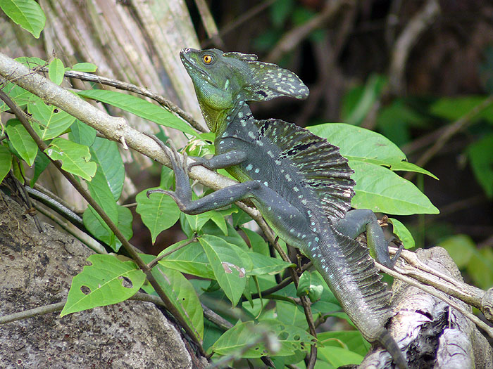 CR0508SM029_tortuguero-basiliscus.jpg [© Last Frontiers Ltd]