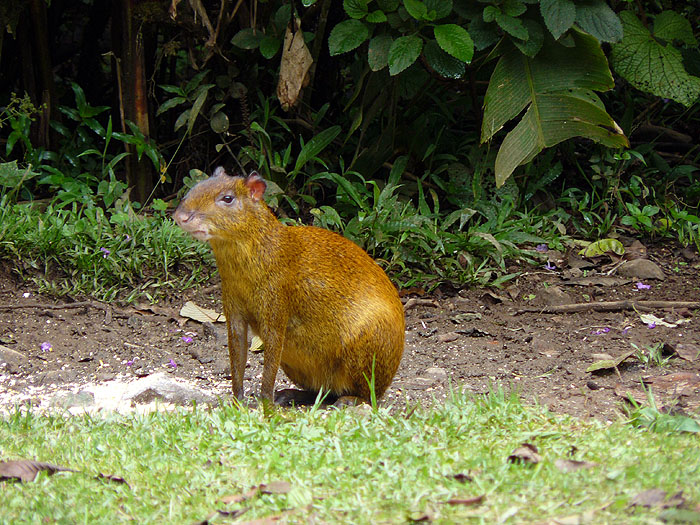 CR0510JF207_bosque-de-paz-agouti.jpg [© Last Frontiers Ltd]