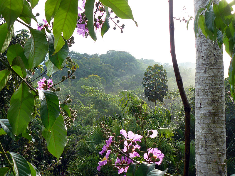 CR0516NL052_macaw-lodge-view.jpg [© Last Frontiers Ltd]