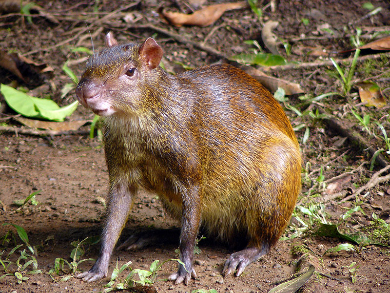 CR0516NL643_playa-cativo-agouti.jpg [© Last Frontiers Ltd]