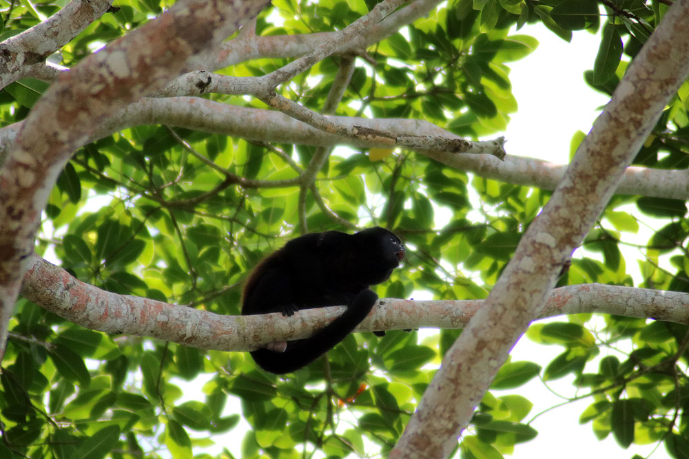 CR0519LD038_tortuguero-howler-monkey.jpg [© Last Frontiers Ltd]