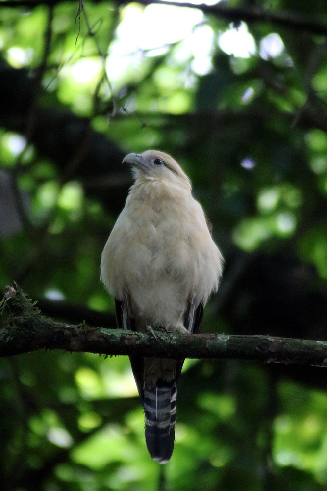 CR0519LD477_osa-yellow-headed-caracara.jpg [© Last Frontiers Ltd]