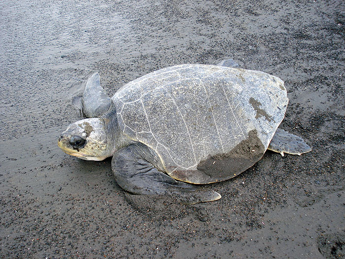 CR0909AU_ostional-olive-ridley-turtles-8550.jpg [© Last Frontiers Ltd]