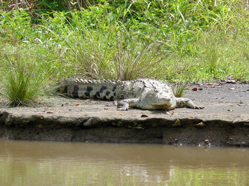 CR1014FD029_crocodile-river-cruise-pacific-coast.jpg [© Last Frontiers Ltd]