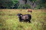 Image: Mal Pas - The Nicoya Peninsula