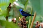 Image: Honeycreeper - Manuel Antonio and Uvita