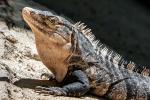 Image: Basilisk lizard - Manuel Antonio and Uvita