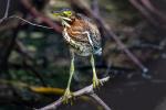 Image: Tiger heron - Manuel Antonio and Uvita