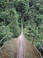 Image: Canopy Walk - Manuel Antonio and Uvita