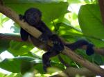 Image: Reserva Flor Blanca - The Nicoya Peninsula