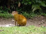 Image: Bosque de Paz - The Central highlands