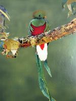 Image: Bosque de Paz - The Central highlands