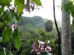 Image: Macaw Lodge - Manuel Antonio and Uvita