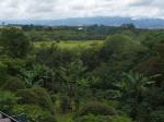 Image: Finca Rosa Blanca - San Jos and surrounds, Costa Rica