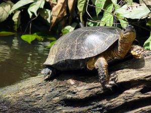 Tortuguero image