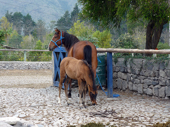 EC0310SM012_zuleta-horses.jpg [© Last Frontiers Ltd]