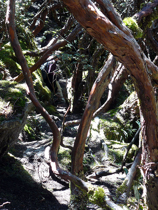 EC0608RB0556_cajas-national-park.jpg [© Last Frontiers Ltd]