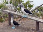 Image: Isla de la Plata - The Coast