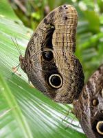 Image: Yachana Lodge - The Amazon