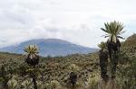 Espeletia in El Angel Reserve