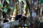 Image: Sacha Lodge - The Amazon