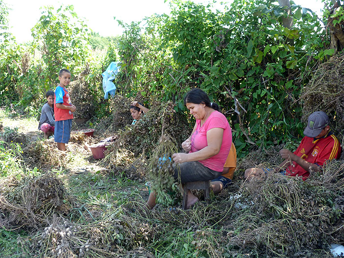 SV0913SM0268_la-mora-community-harvesting-peanuts.jpg [© Last Frontiers Ltd]