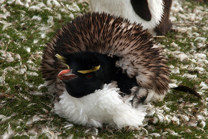 FK0310LD0266_saunders-rockhopper-penguin.jpg [© Last Frontiers Ltd]