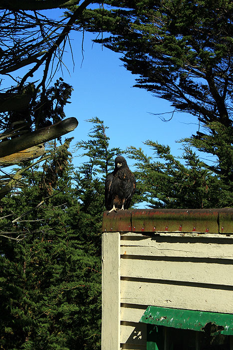 FK0310LD0353_carcass-striated-caracara.jpg [© Last Frontiers Ltd]