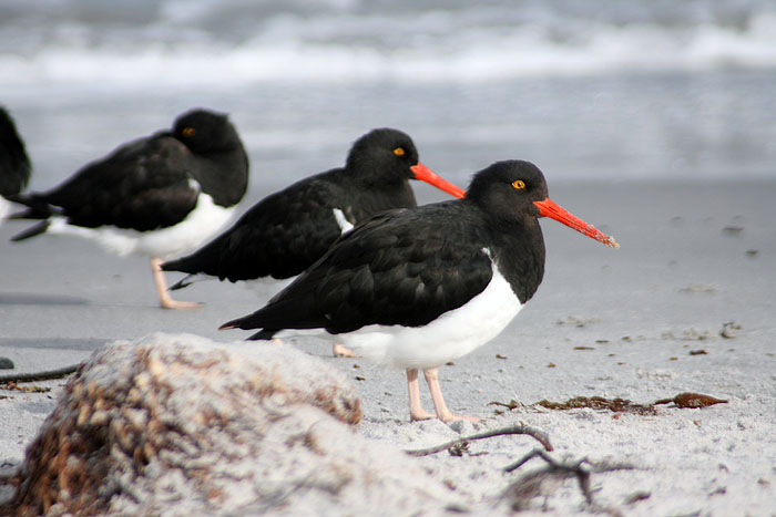 FK0310LD0551_sealion-magellanic-oystercatchers.jpg [© Last Frontiers Ltd]