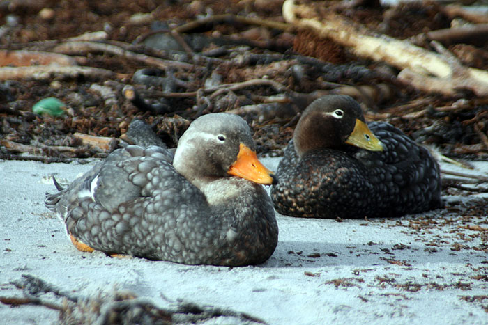 FK0310LD0552_sealion-falkland-steamer-duck.jpg [© Last Frontiers Ltd]