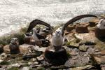 Image: Saunders Island - West Falkland