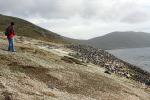 Image: Saunders Island - West Falkland