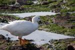 Image: Carcass Island - West Falkland