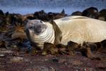 Carcass Island - West Falkland, Falkland Islands