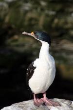 Image: Sea Lion Island - East Falkland