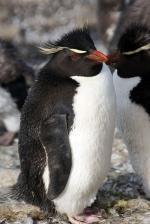 Sea Lion Island - East Falkland, Falkland Islands