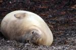 Image: Sea Lion Island - East Falkland