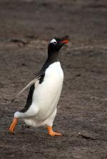 Image: Sea Lion Island - East Falkland