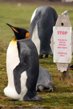 Image: Volunteer Point - East Falkland