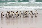 Volunteer Point - East Falkland, Falkland Islands