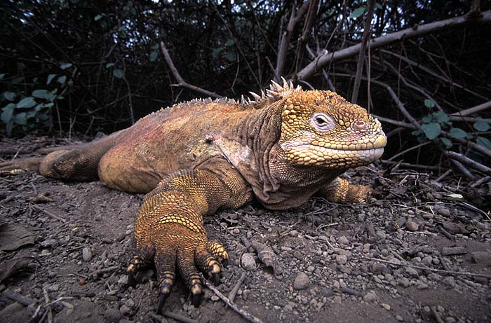 Claire_Waring_Land_Iguana.jpg [© Last Frontiers Ltd]