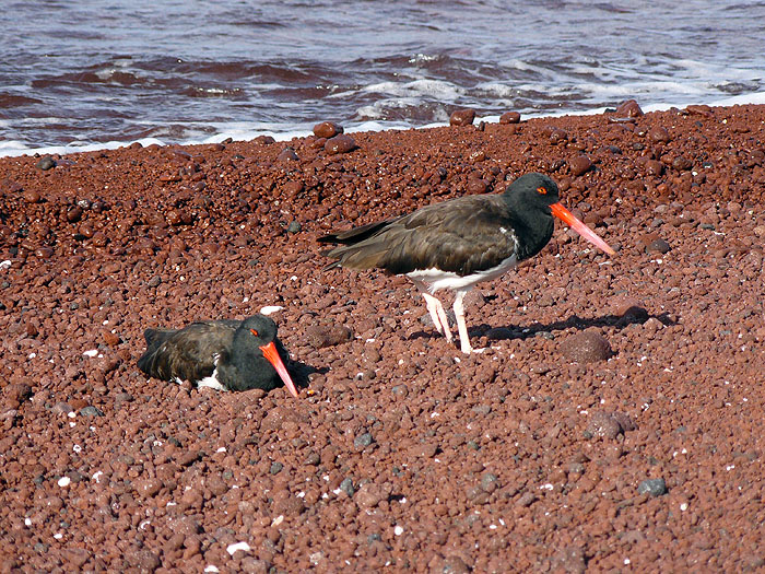 GP0310SM181_rabida-oyster-catchers.jpg [© Last Frontiers Ltd]