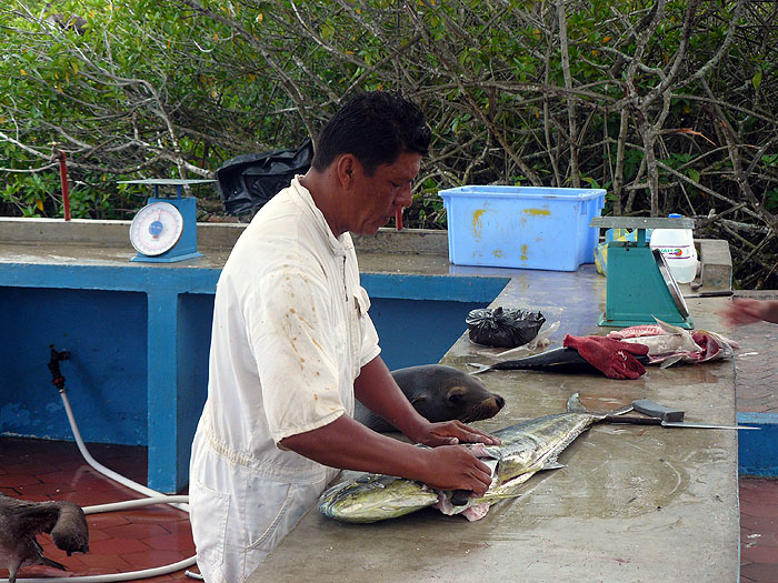 GP0310SM315_puerto-ayora-fish-market.jpg [© Last Frontiers Ltd]