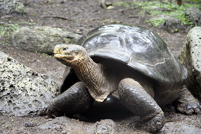 GP0908EP284_floreana-tortoise-centre.jpg [© Last Frontiers Ltd]