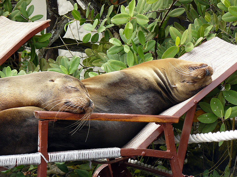 GP0917NL0046_puerto-ayora-red-mangrove-sealions.jpg [© Last Frontiers Ltd]