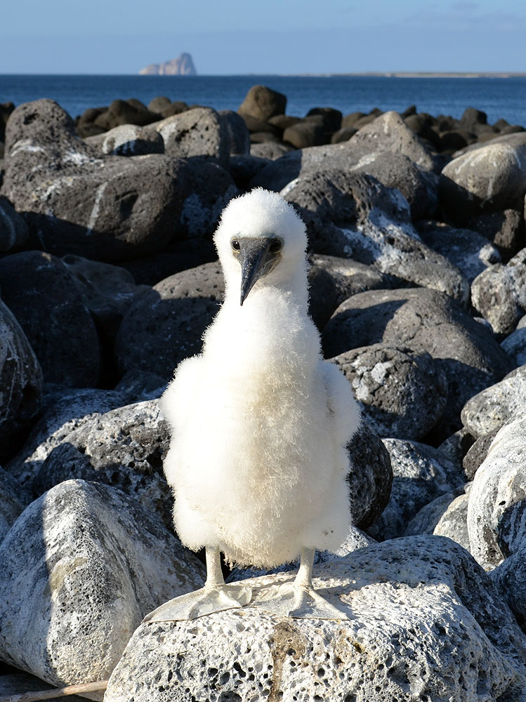 GP0919ED227_lobos-island-blue-footed-boobie-cropped.jpg [© Last Frontiers Ltd]