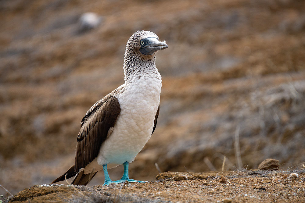 GP1018HG149_punta-pitt-blue-footed-booby.jpg [© Last Frontiers Ltd]