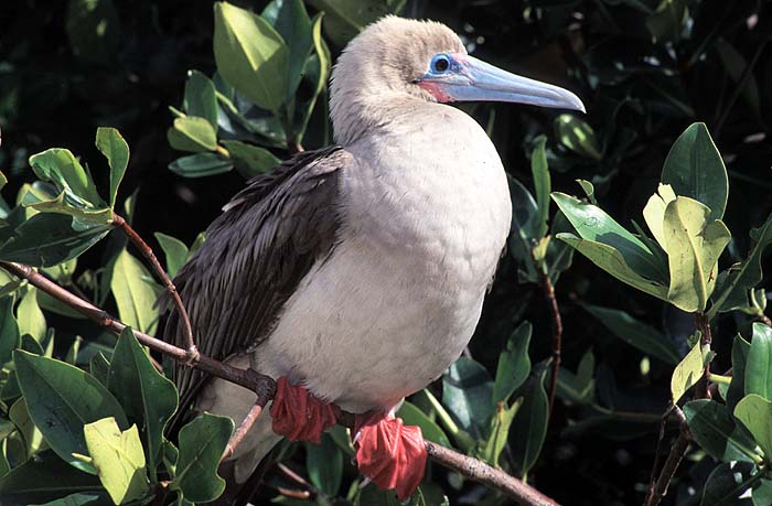 Liz_Rhodes_Red_footed_booby.jpg [© Last Frontiers Ltd]